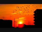 「裏切りの夕焼け」何故か歌ってしまった　ココル